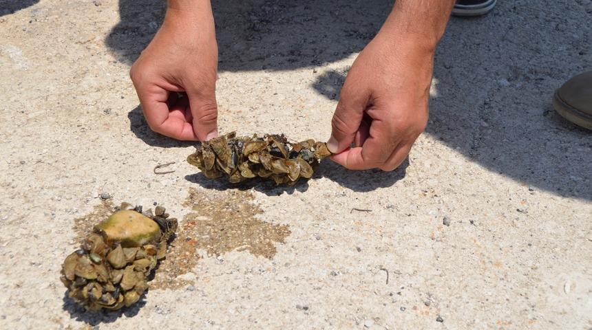 Aygır Gölü’ndeki zebra midye tehdidi için bakanlık devreye girdi