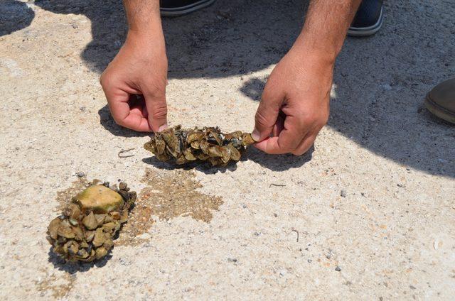 Aygır G&ouml;l&uuml;&rsquo;ndeki zebra midye tehdidi i&ccedil;in bakanlık devreye girdi 1