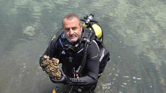 Aygır Gölü’ndeki zebra midye tehdidi için bakanlık devreye girdi