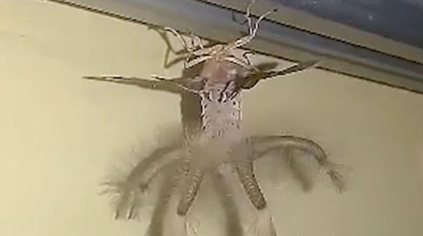 Eve geldi ve tavanında bununla karşılaştı!