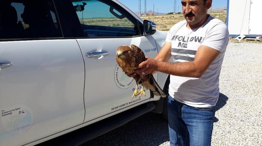 Yaralı şahin tedavi altına alındı