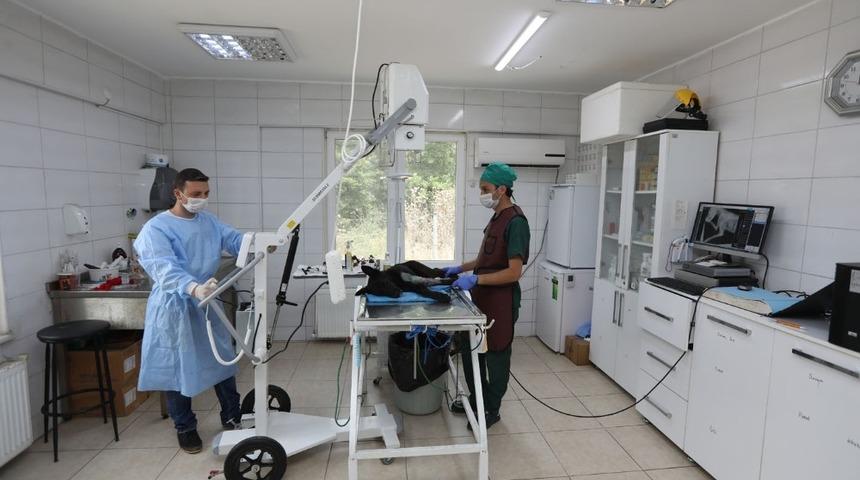 Adapazarı&rsquo;nda sahipsiz hayvanların tedavileri daha hızlı olacak