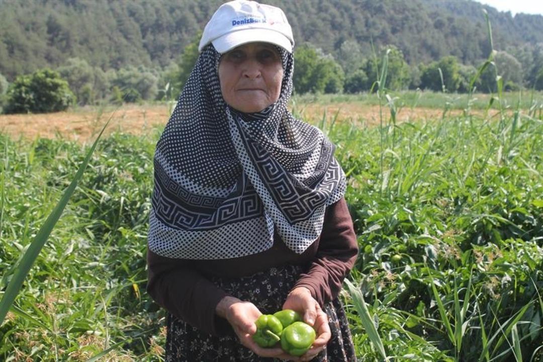 Bilecik&rsquo;te dolmalık biber hasadı başladı