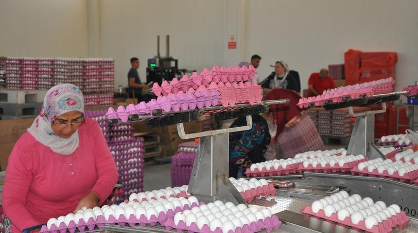 Yumurta üreticileri sıkıntıda!  35 kuruşa mal ediliyor 20 kuruşa satılıyor 