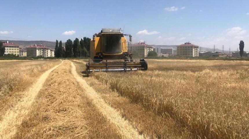 Kayseri Şeker, yem bitkileri temini i&ccedil;in b&ouml;lge &ccedil;ift&ccedil;ilerinin gelirine 11 milyon TL katkı sağlıyor