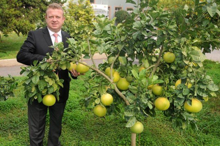 Türkiye'de sadece Antalya'da yetişiyor G5