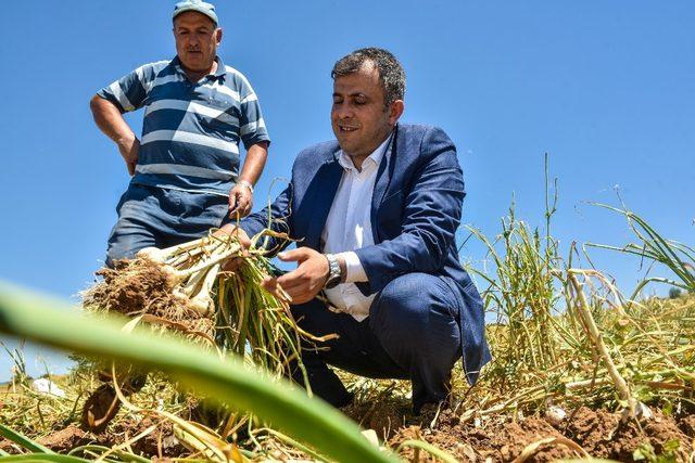 Başkan Çatal’dan Sarımsak tarlasına ziyaret