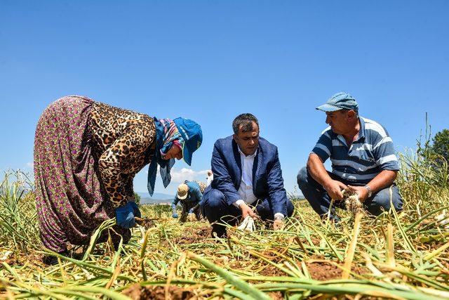 Başkan Çatal’dan Sarımsak tarlasına ziyaret