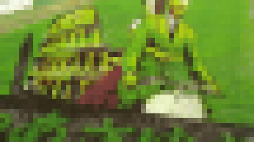 Bahçesine öyle bir şey yaptı ki gören bir daha bakıyor!