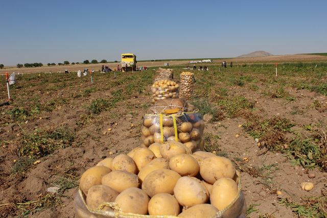 Niğde'de patates hasadı başladı