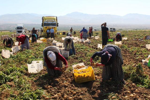 Niğde'de patates hasadı başladı