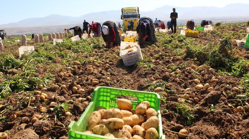 Niğde'de patates hasadı başladı
