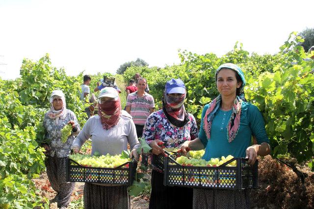 Mersin’de üzüm hasadı başladı