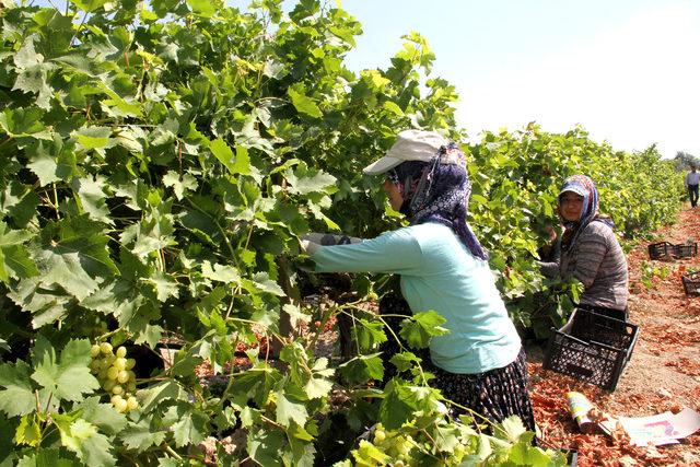 Mersin’de üzüm hasadı başladı