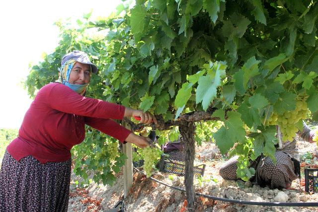 Mersin’de üzüm hasadı başladı