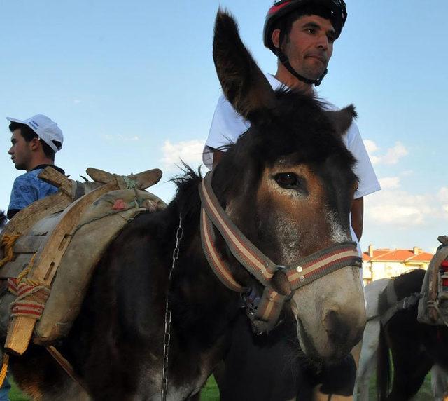 Nasreddin Hoca nın memleketinde, en g&uuml;zel g&ouml;zl&uuml; eşek se&ccedil;ildi 1