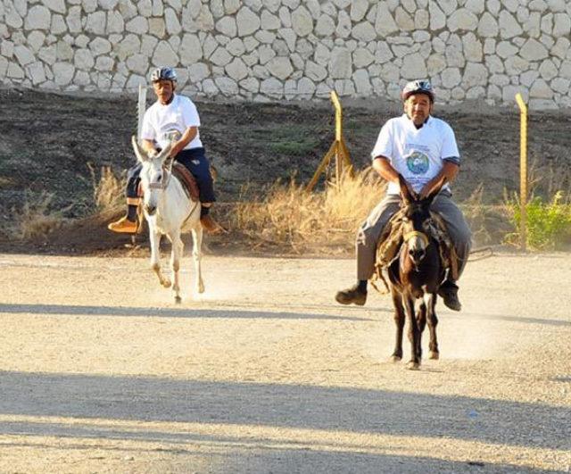 Nasreddin Hoca nın memleketinde, en g&uuml;zel g&ouml;zl&uuml; eşek se&ccedil;ildi 4