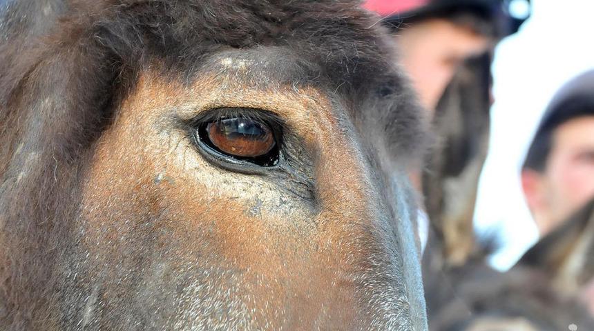 Nasreddin Hoca'nın memleketinde, en g&uuml;zel g&ouml;zl&uuml; eşek se&ccedil;ildi