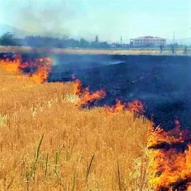 Şanlıurfa’da anız yakanlara taviz verilmeyecek