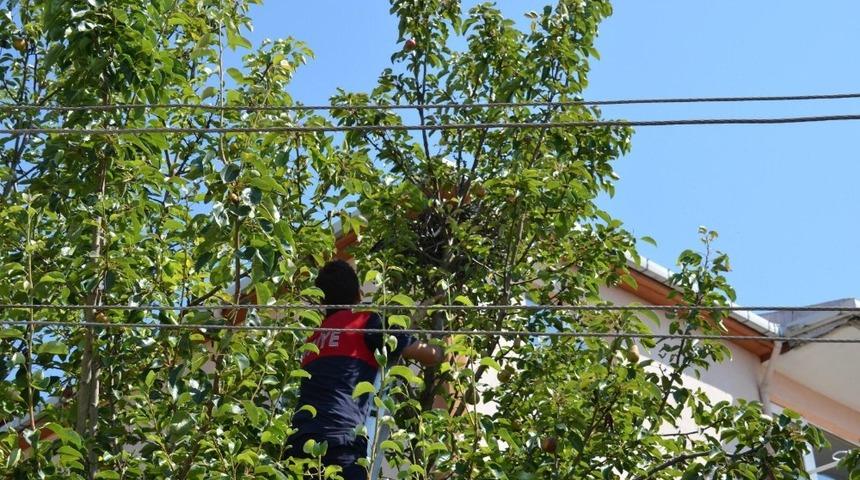 Karga yavrusunun imdadına itfaiye yetişti