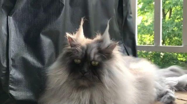 Meet-Juno-The-Cat-With-Better-Hair-Than-All-of-Us-5d17f06d29463-jpeg__700