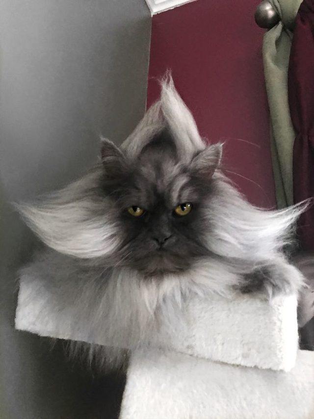 Meet-Juno-The-Cat-With-Better-Hair-Than-All-of-Us-5d17f09670bfb__700