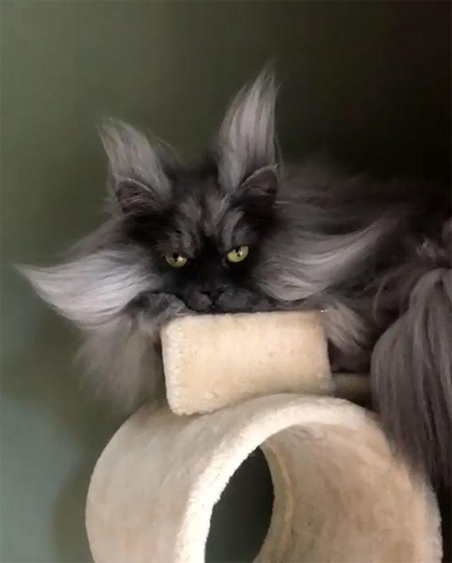 Meet-Juno-The-Cat-With-Better-Hair-Than-All-of-Us-5d19be701f72d__700