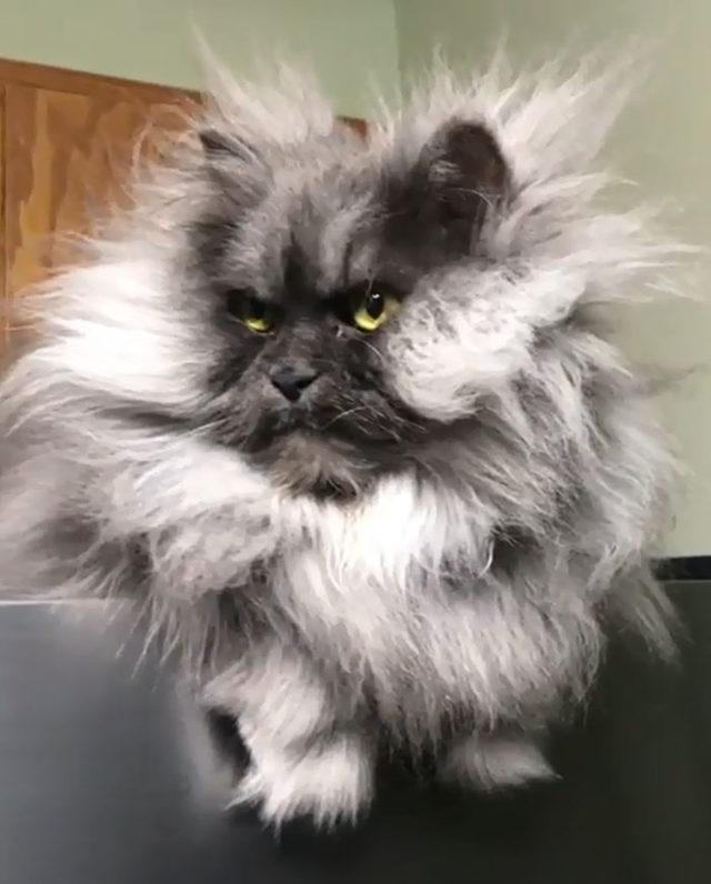 Meet-Juno-The-Cat-With-Better-Hair-Than-All-of-Us-5d19c472050dd__700
