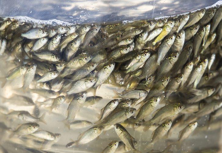 4 yıl sonra 40 santime ulaşacaklar! Tam 278 bin 500 tane... G4