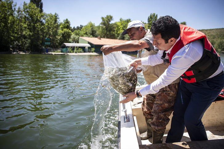 4 yıl sonra 40 santime ulaşacaklar! Tam 278 bin 500 tane... G5
