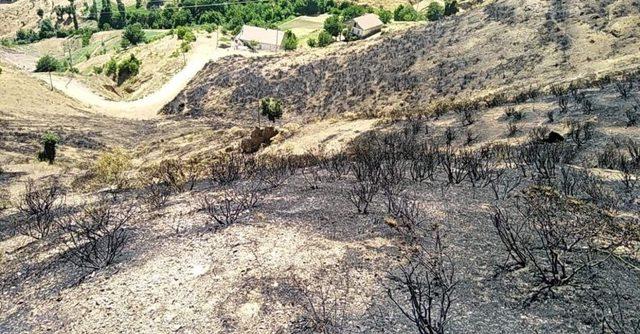 Orman yangını söndürüldü