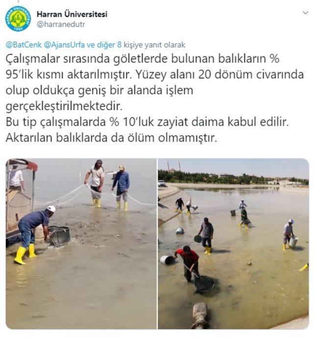 Harran &Uuml;niversitesi ndeki g&ouml;lette y&uuml;zlerce balık telef oldu 3