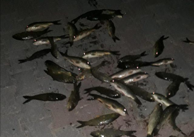 Harran &Uuml;niversitesi ndeki g&ouml;lette y&uuml;zlerce balık telef oldu 4