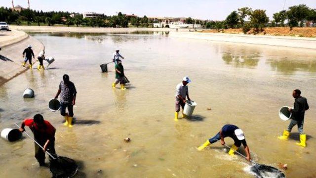 Harran Üniversitesi'ndeki gölette yüzlerce balık telef oldu