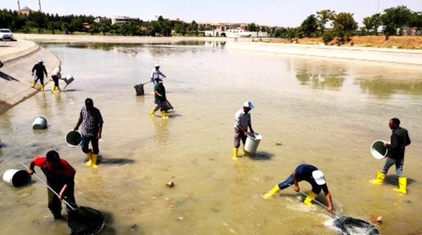 Harran &Uuml;niversitesi'ndeki g&ouml;lette y&uuml;zlerce balık telef oldu
