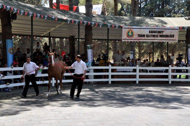 Karacabey’de tay satışları protestolar sebebiyle ertelendi