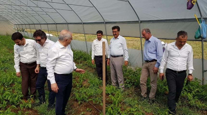 Bah&ccedil;esaray&rsquo;da ceviz fidanı &uuml;retimi