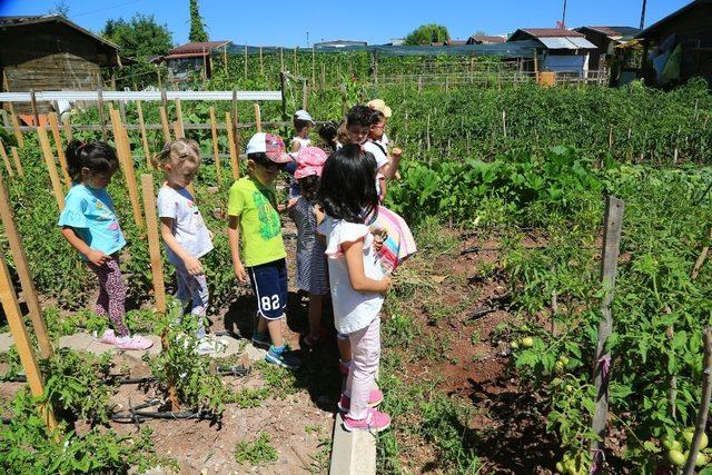 Minikler bahçedeki mahsulleri topladı