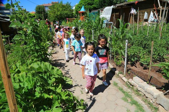 Minikler bahçedeki mahsulleri topladı