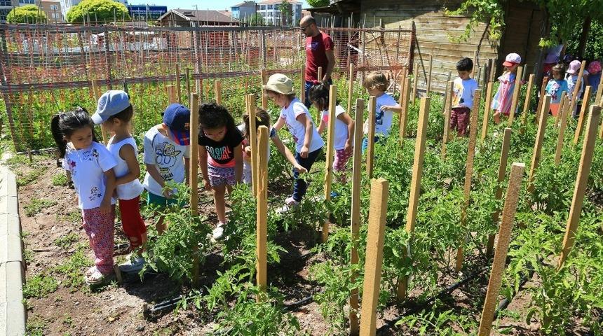 Minikler bah&ccedil;edeki mahsulleri topladı