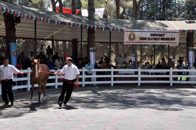 Karacabey'de tepkiler nedeniyle tay satışları ertelendi