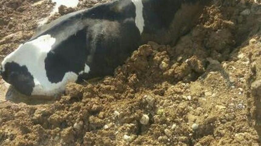 &Ccedil;amura saplanan inek kurtarıldı