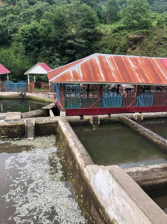 Vakfıkebir'de, 150 bin alabalık telef oldu