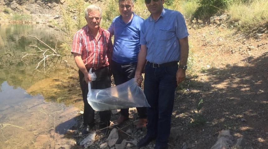 G&ouml;lete sazan yavrusu bırakıldı