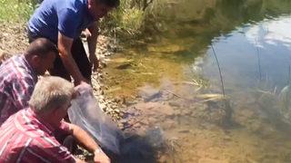 Binlerce sazan yavrusu Çorum'da göle bırakıldı
