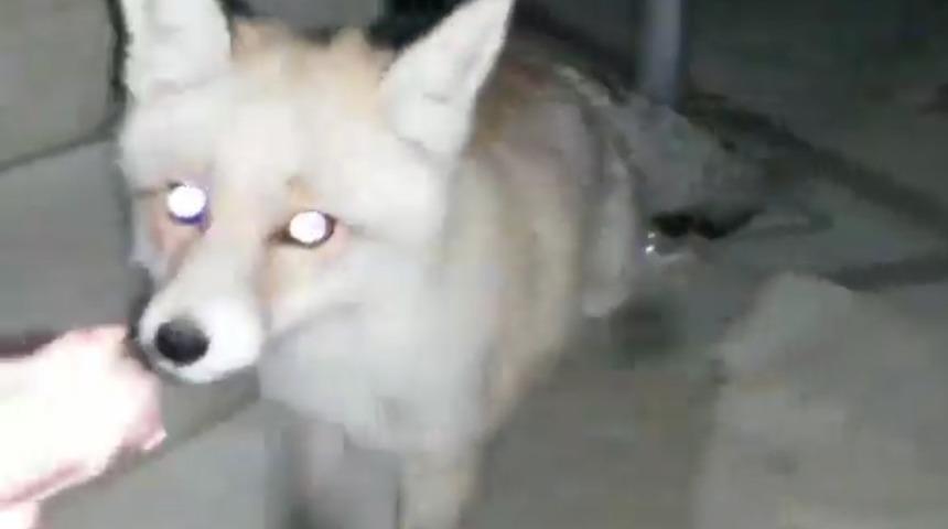 Bah&ccedil;esine gelen tilkiyi eliyle besledi