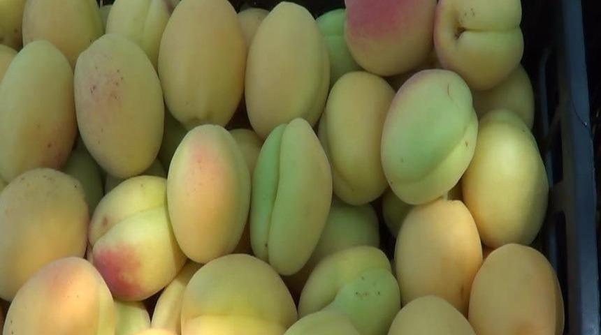 Iğdır kayısısı artık ihra&ccedil; ediliyor