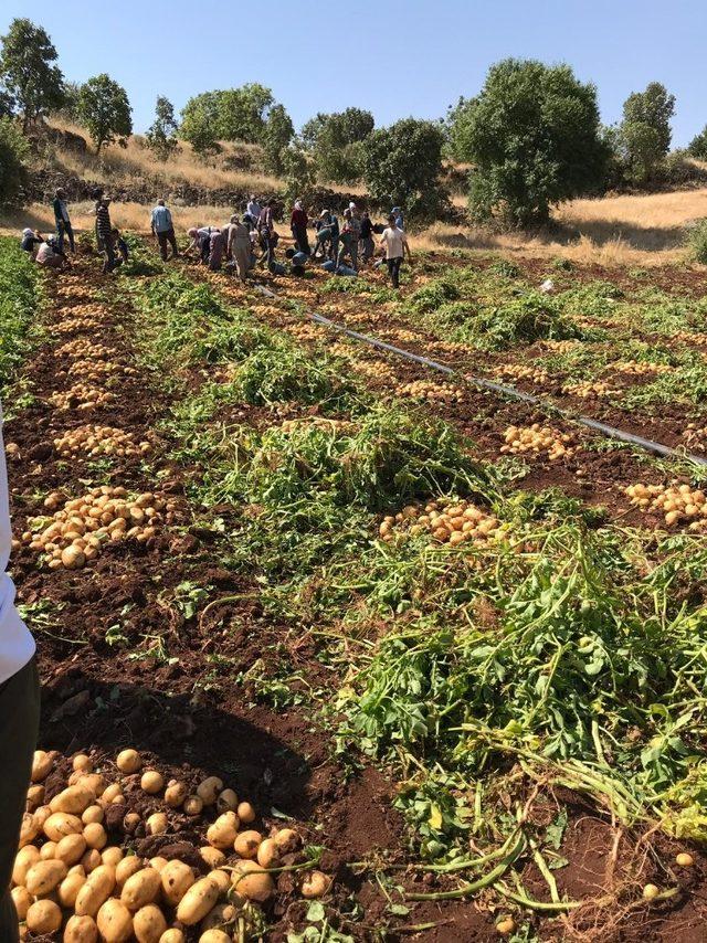 Midyat’ta patates hasadı yapıldı