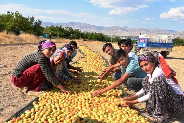 Kayısıda 391 bin 792 ton rekolte bekleniyor