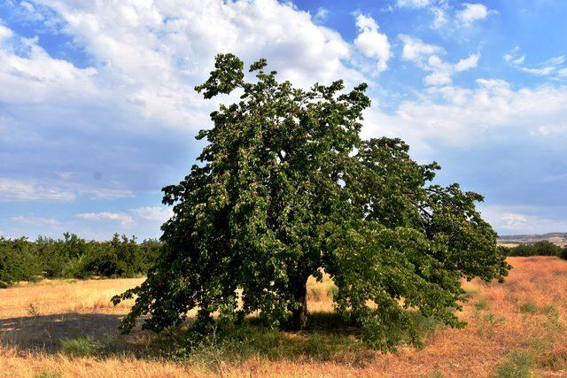 Kayısıda 391 bin 792 ton rekolte bekleniyor